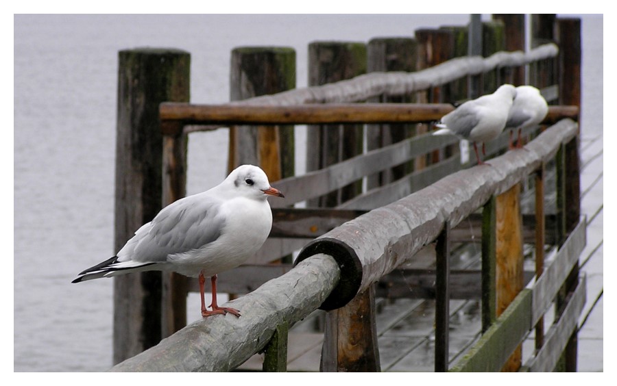 Möwe auf Steg