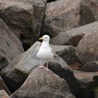 Möwe auf Stein