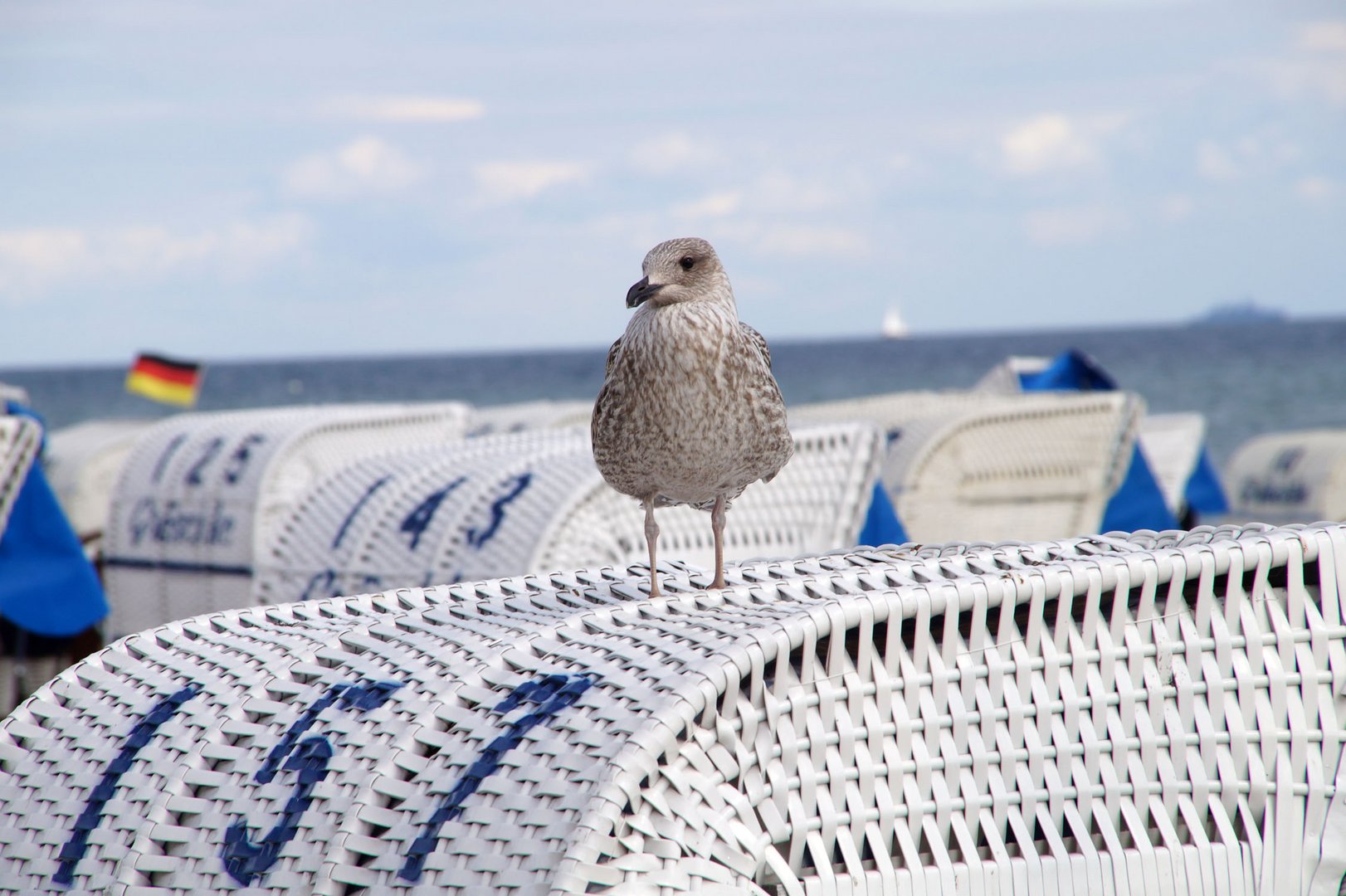 Möwe auf Strandkorb