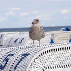 Möwe auf Strandkorb