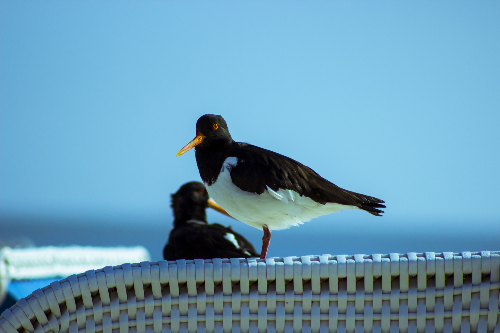 Möwe auf Strandkorb