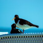 Möwe auf Strandkorb