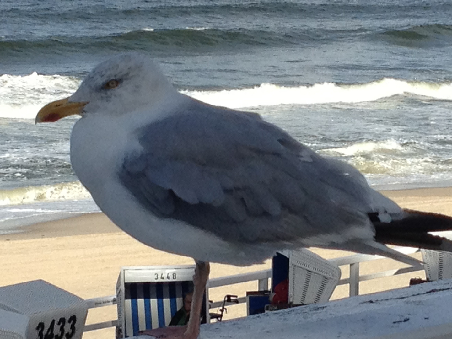 Möwe auf Sylt