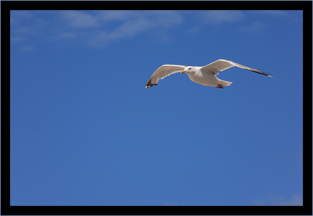 Möwe auf Sylt