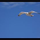 Möwe auf Sylt