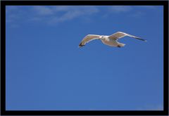 Möwe auf Sylt