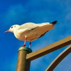 Möwe auf Sylt