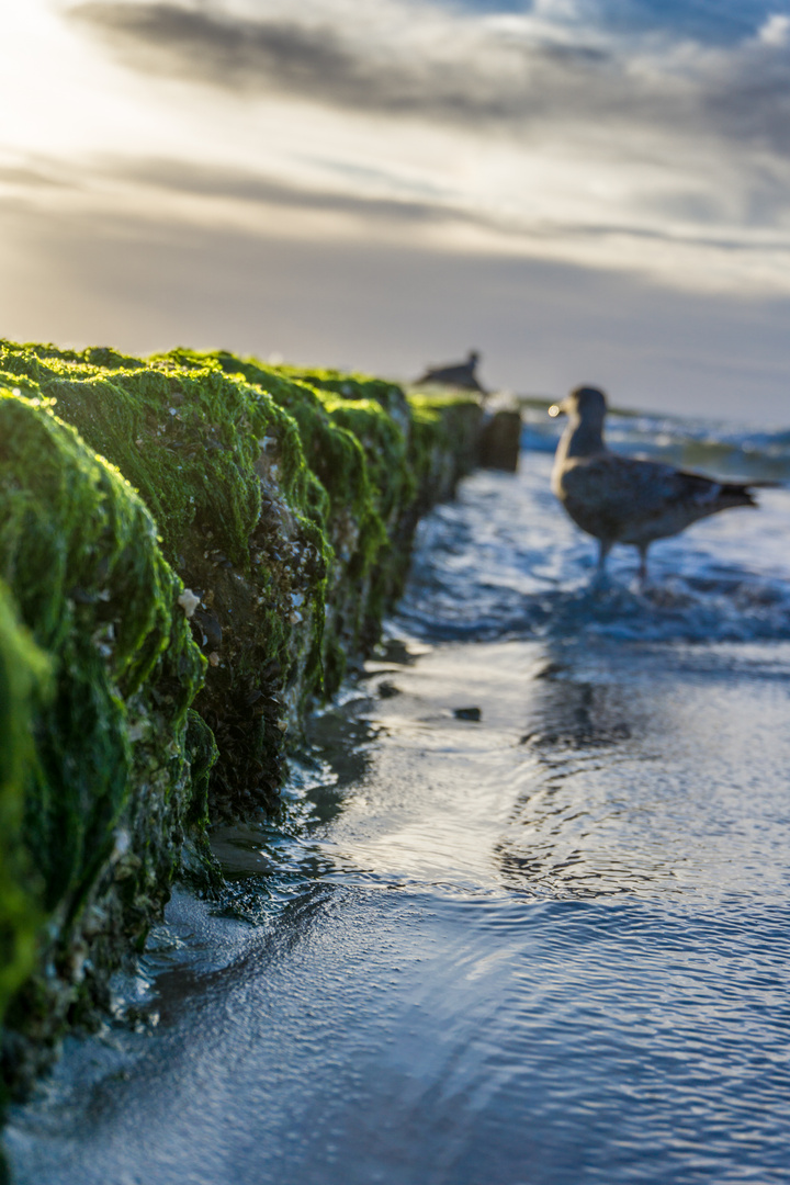 Möwe auf Sylt