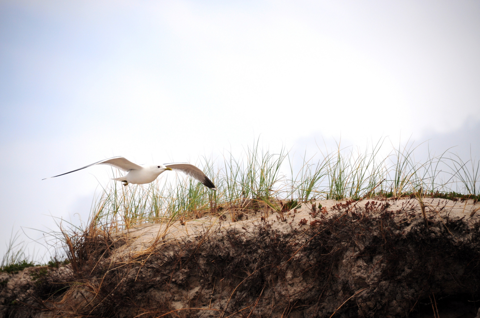 Möwe auf Sylt