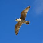 Möwe auf Sylt