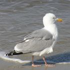 Möwe auf Sylt