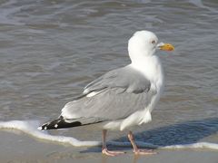 Möwe auf Sylt