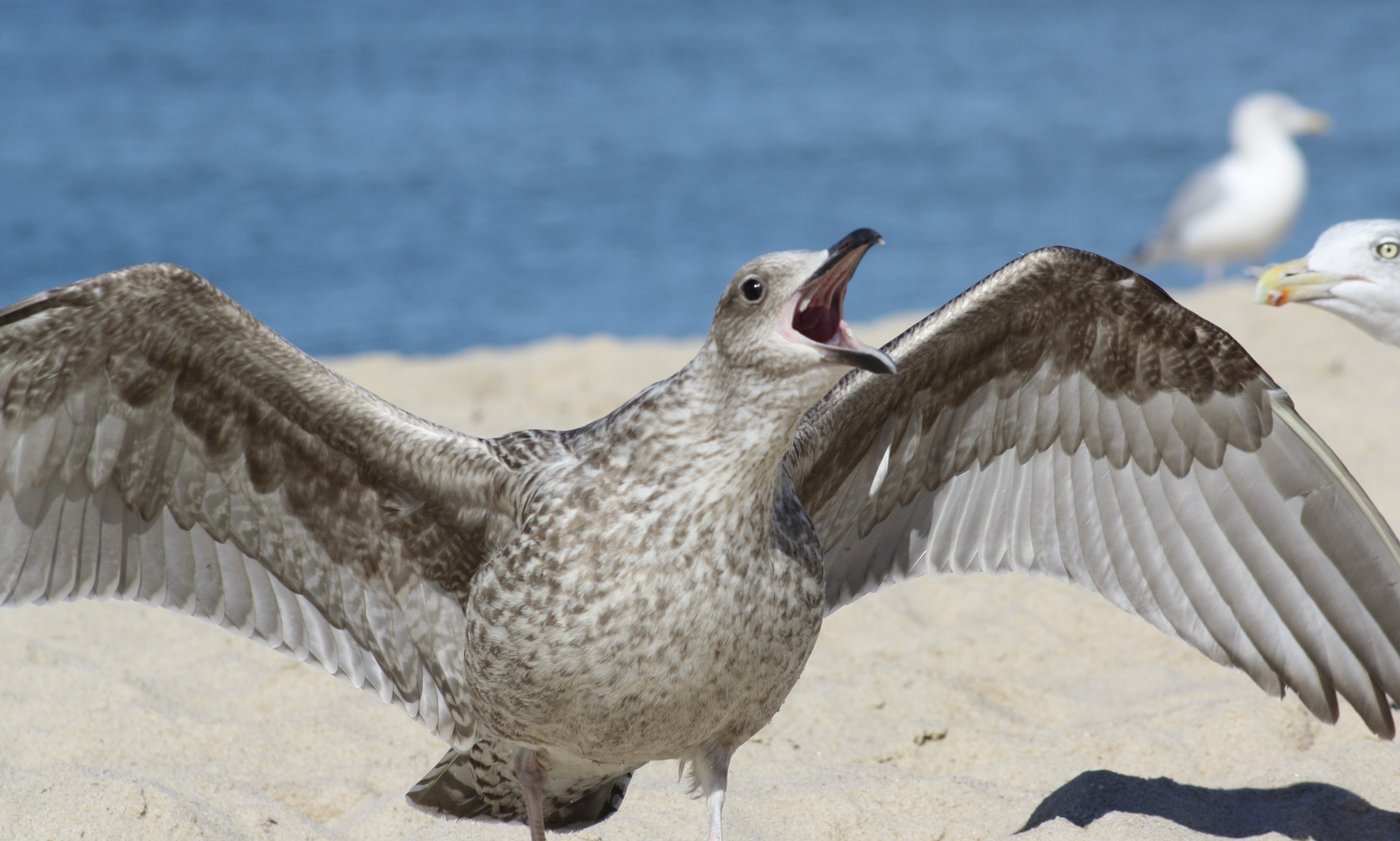 Möwe auf Sylt