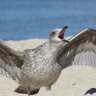 Möwe auf Sylt