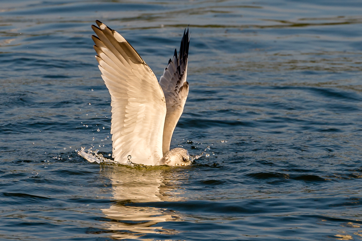 Möwe auf Tauchstation