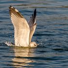 Möwe auf Tauchstation