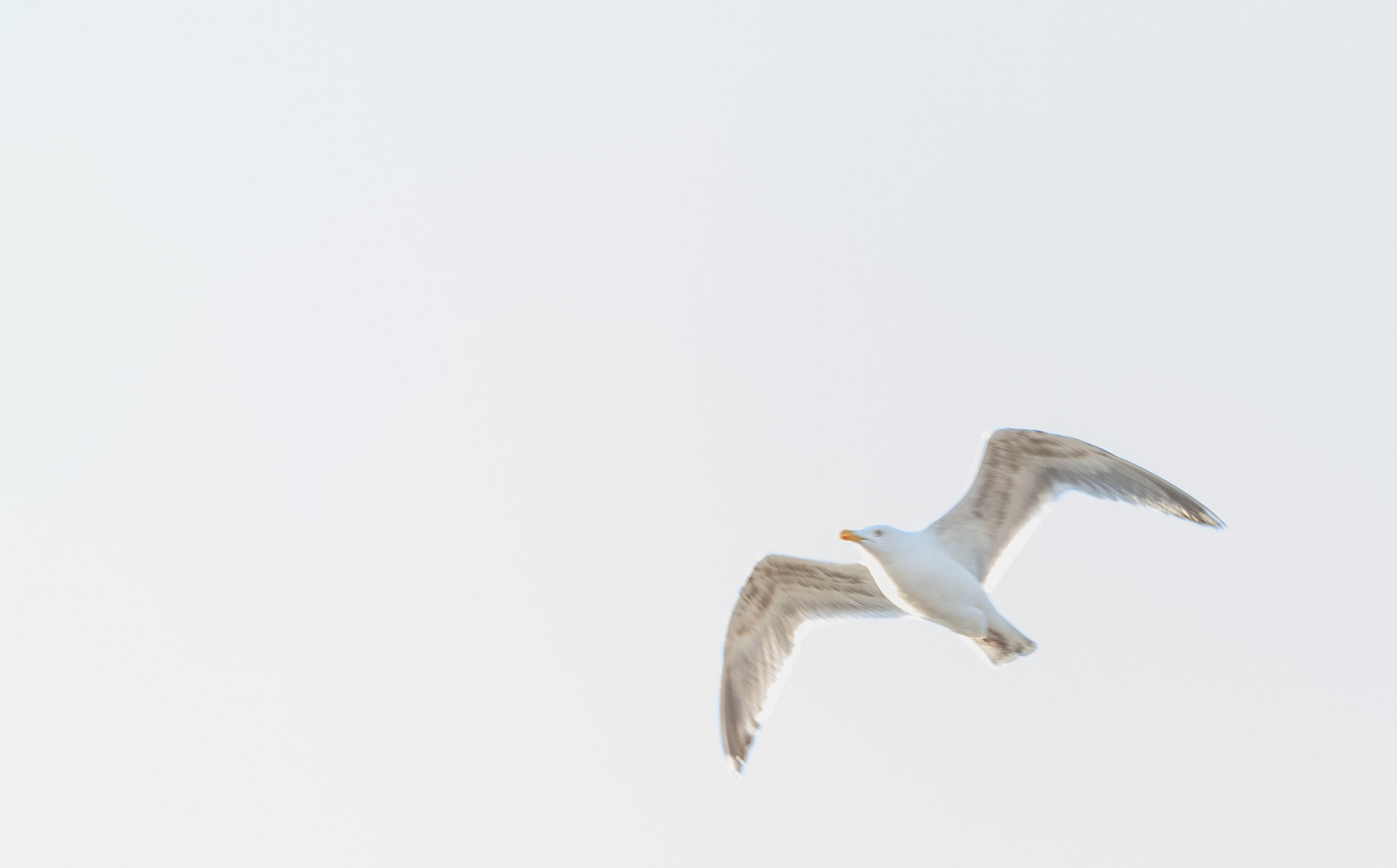 Möwe auf Usedom