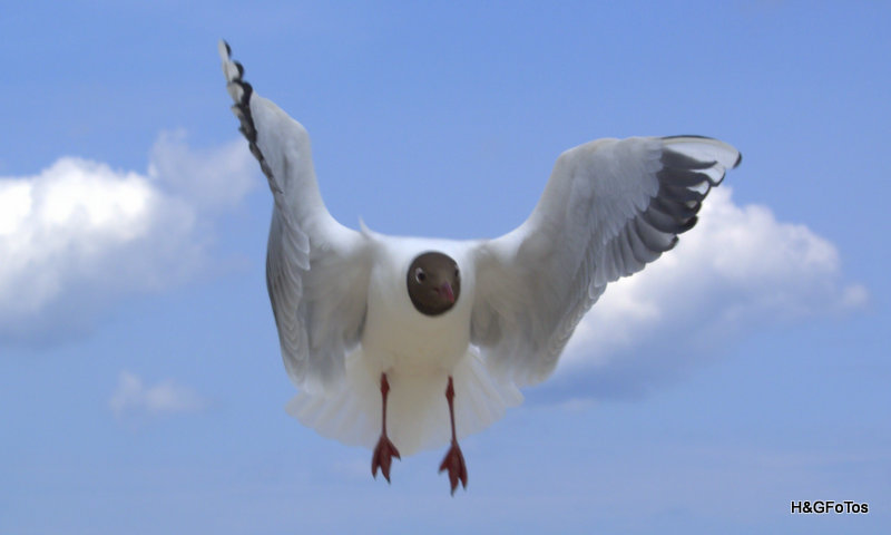 Möwe auf Usedom