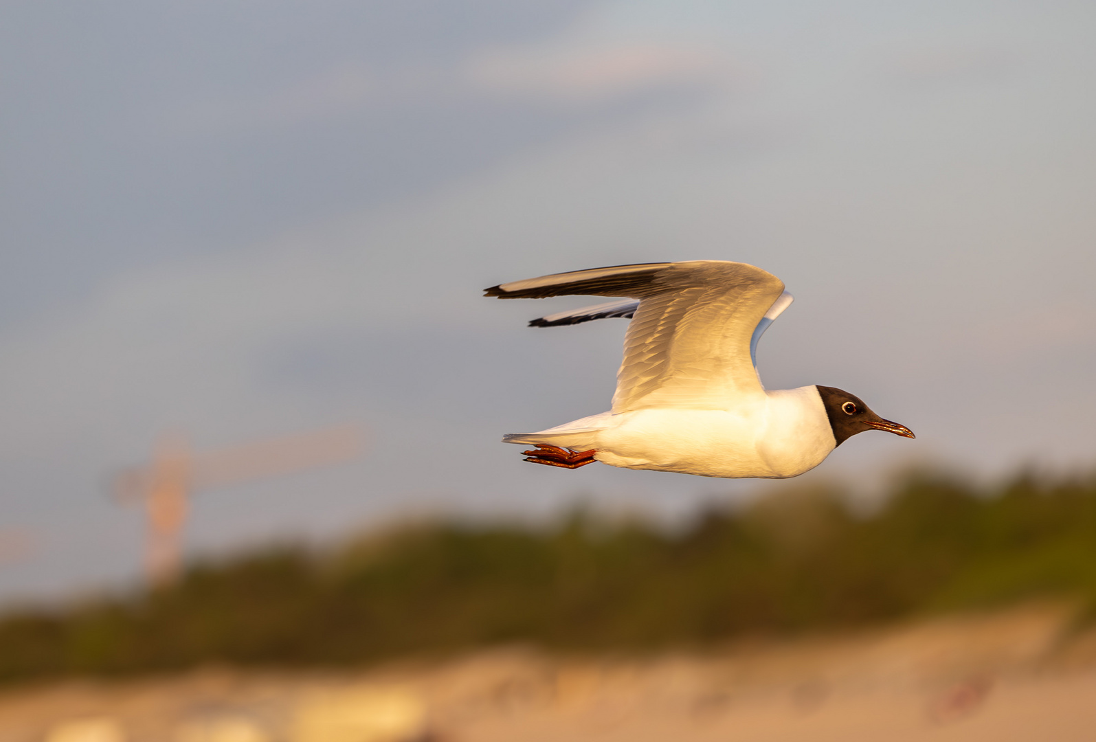 Möwe auf Usedom