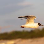 Möwe auf Usedom