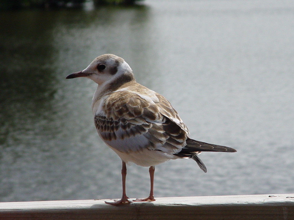 Möwe auf Usedom