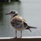 Möwe auf Usedom