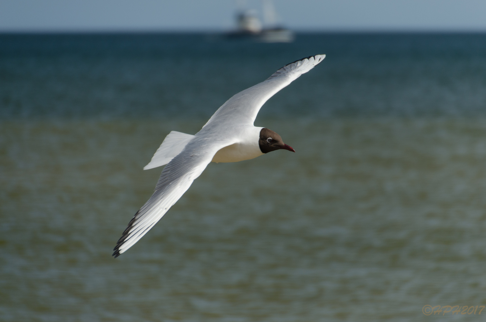 Möwe auf Usedom