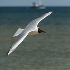 Möwe auf Usedom