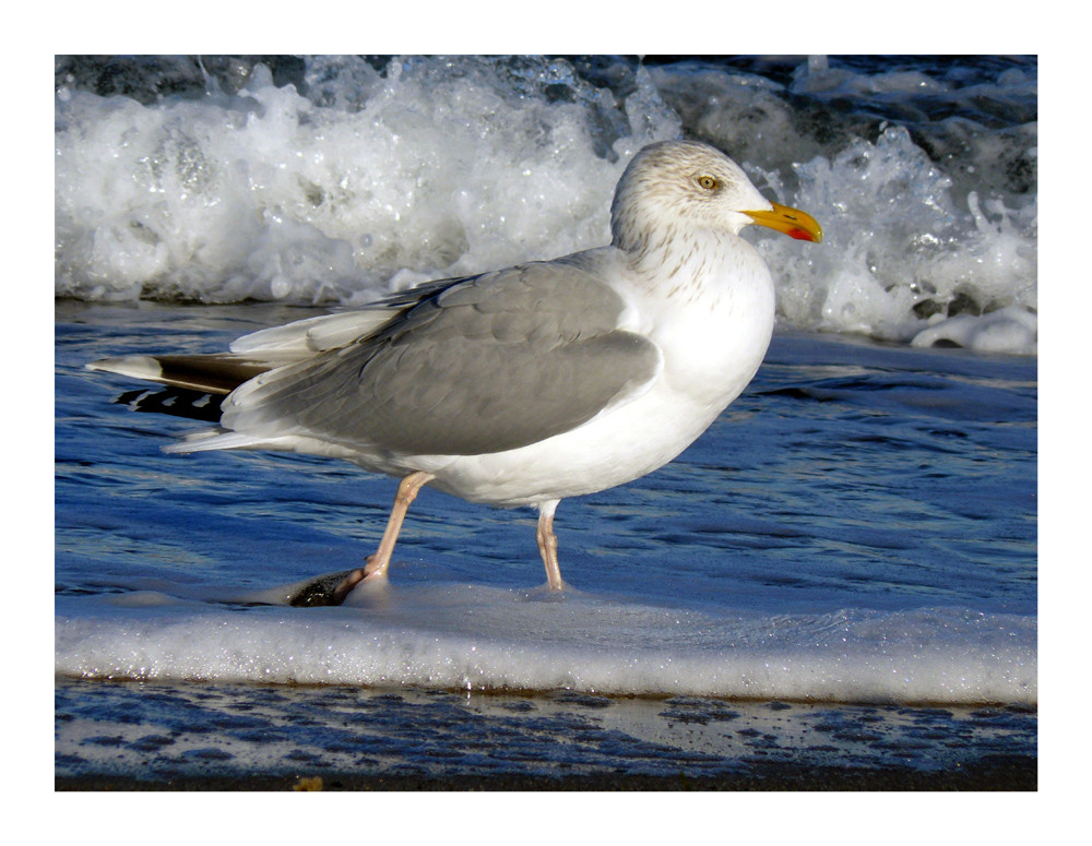 Möwe auf Wanderschaft