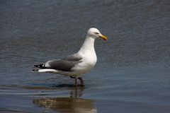 Möwe auf Wanderung