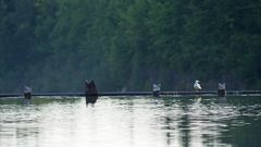 Möwe auf Wehr