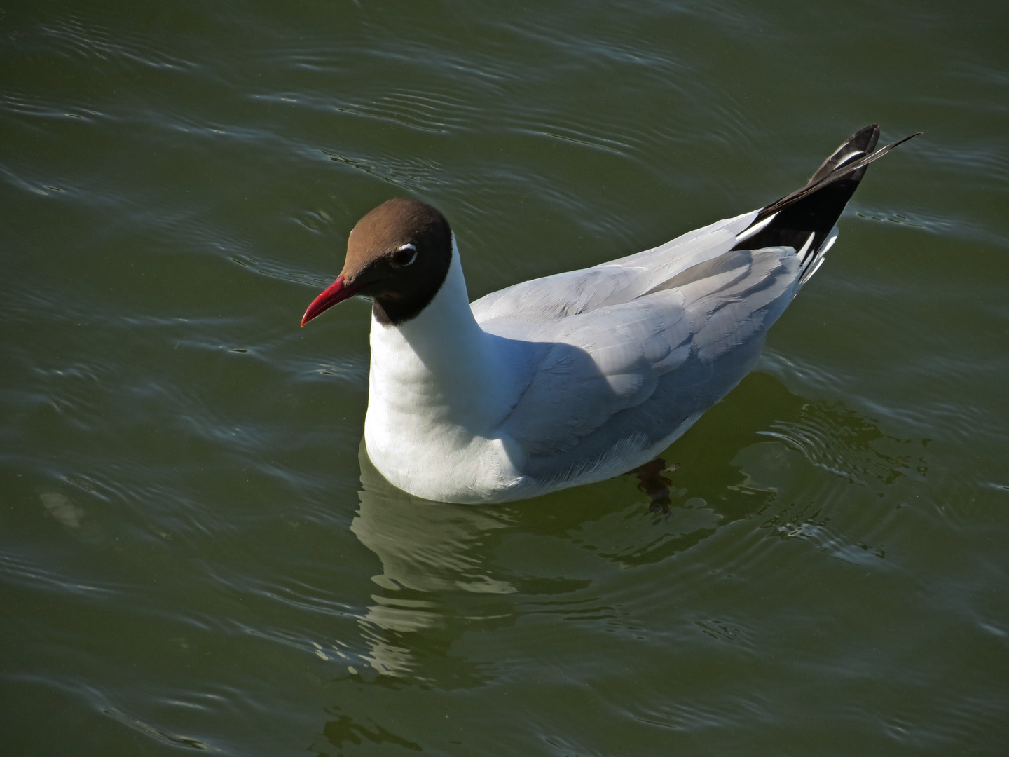 Möwe auf'm Großen Eutiner See