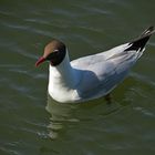 Möwe auf'm Großen Eutiner See