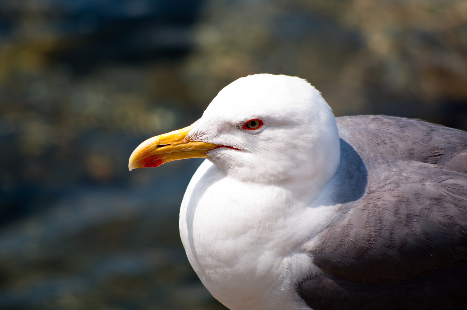 Möwe, Auge in Auge