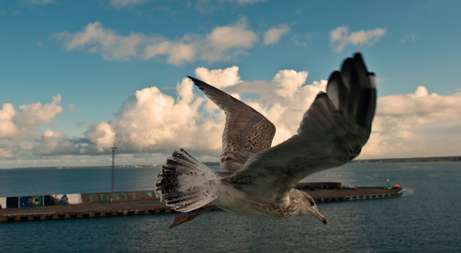 Möwe aus dem Baltikum