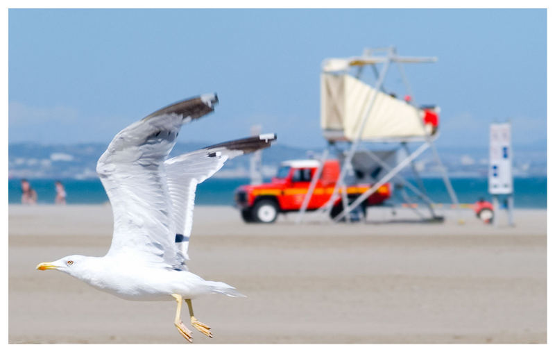 Möwe aus der Camargue...