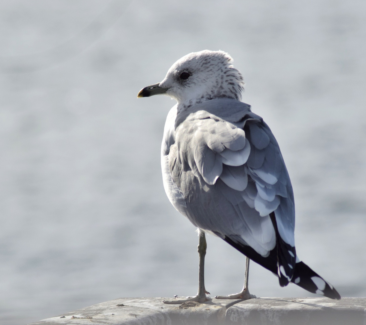 Möwe aus Heiligenhafen