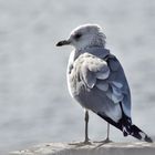 Möwe aus Heiligenhafen