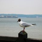 Möwe aus Kiel