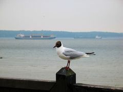 Möwe aus Kiel