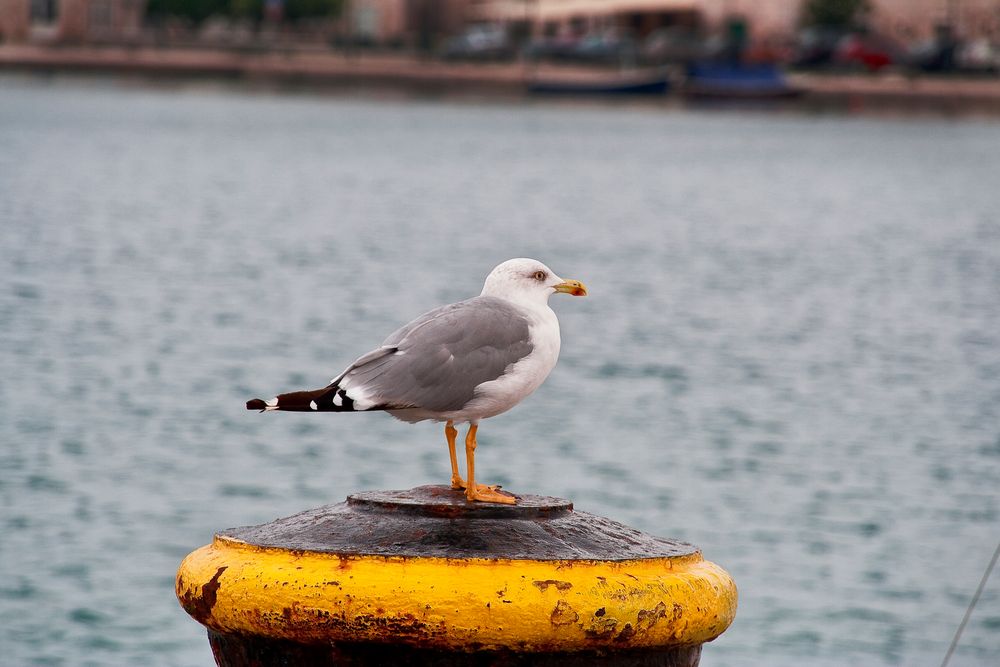 Möwe aus Korcula