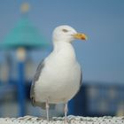 Möwe aus Norddeich