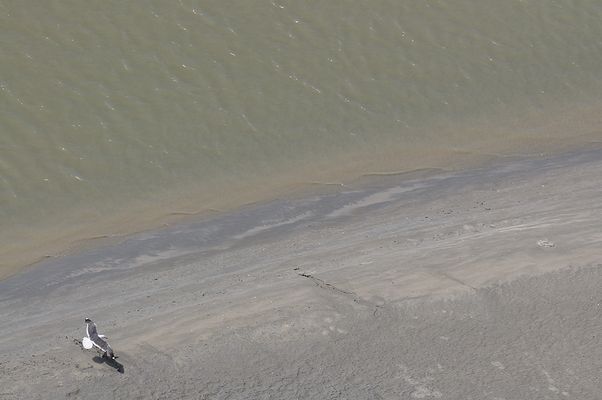 Möwe ausgekreist...