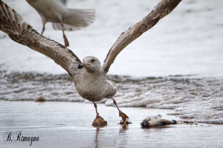 Möwe...