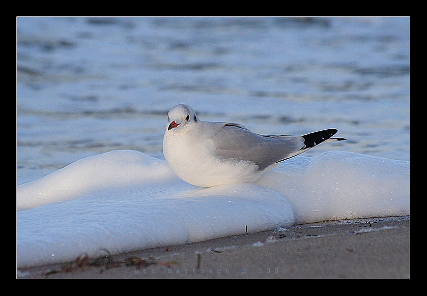 Möwe