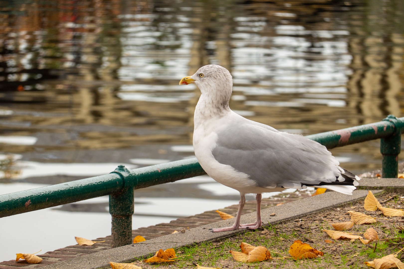 möwe 