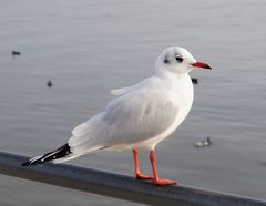 Möwe