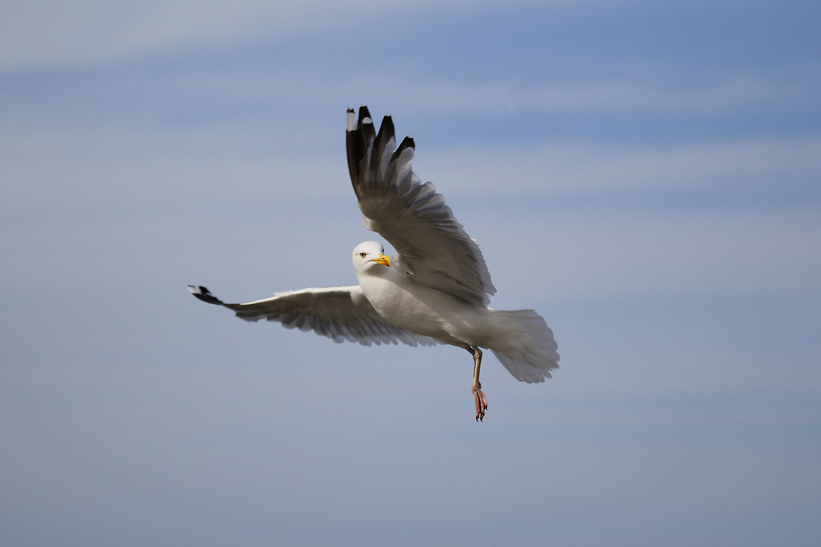 Möwe bei Ausschau nach Futter