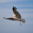 Möwe bei Ausschau nach Futter