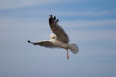 Möwe bei Ausschau nach Futter